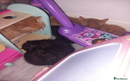 Domestic Shorthair cats for sale: Kittens for rehoming  - Image 1