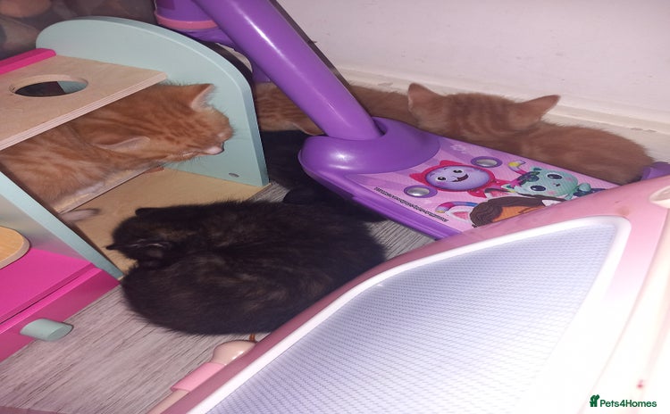 Domestic Shorthair cats - Advert 3