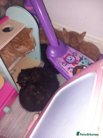 Domestic Shorthair cats - Advert 6