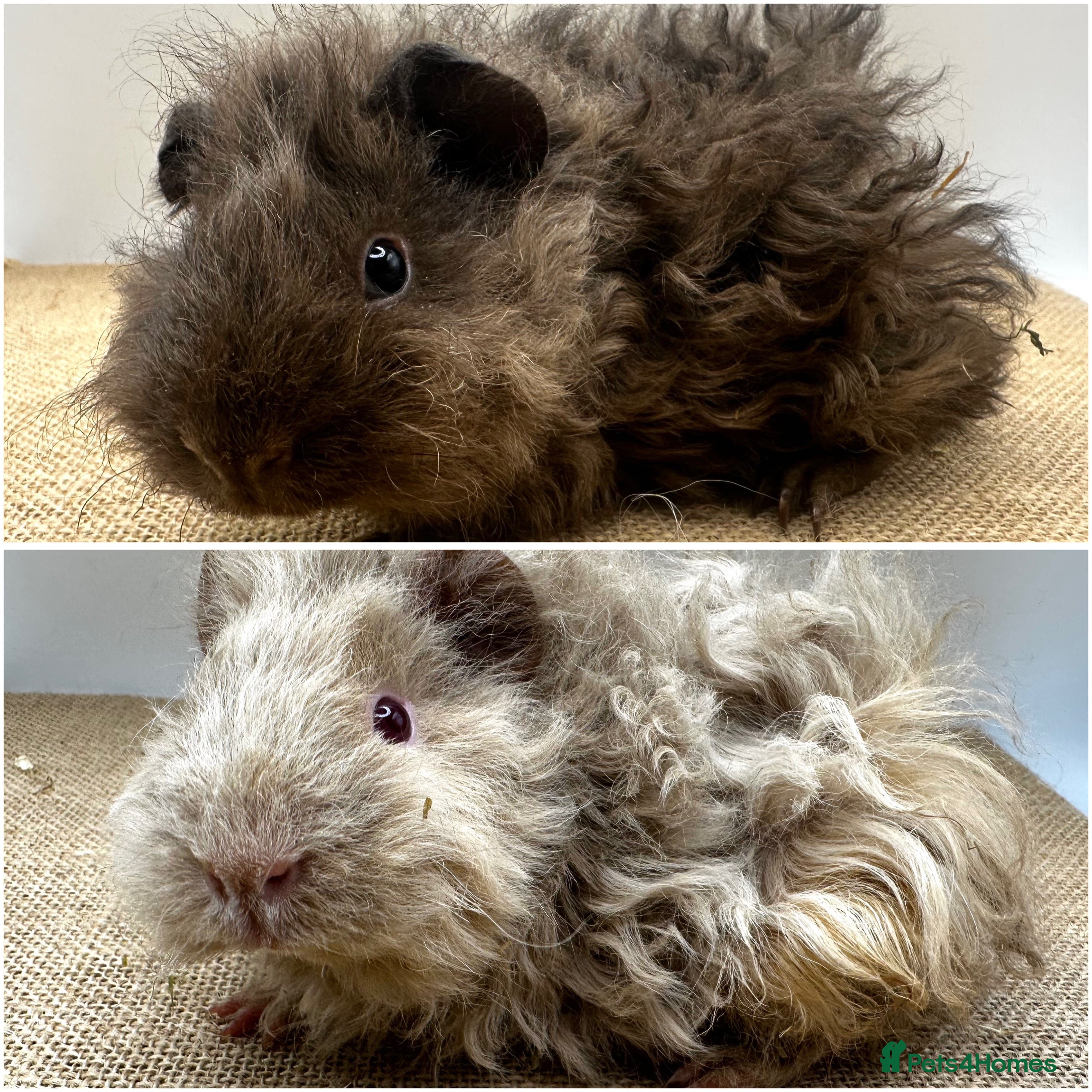 Guinea Pig rodents Lunkarya Boars - Advert 2