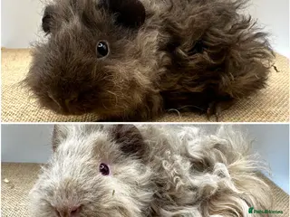 Guinea Pig rodents Lunkarya Boars - Advert 2