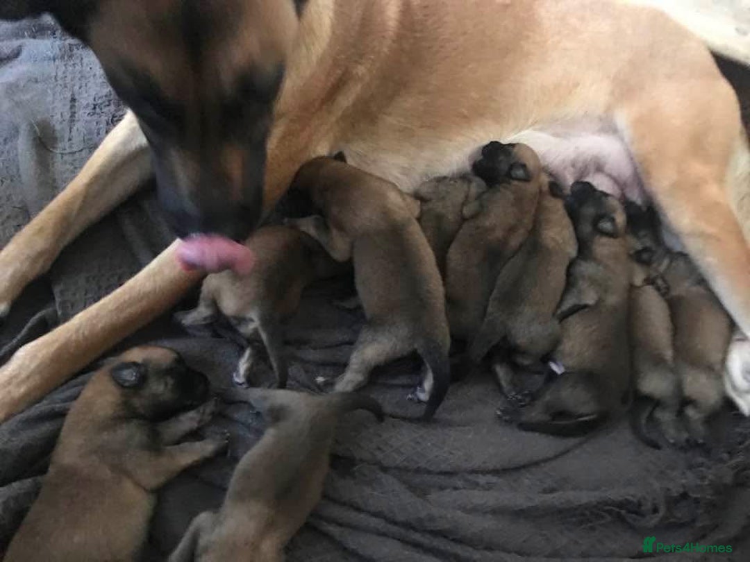 Belgian Shepherd Dog dogs for sale: KC registered Belgian Malinois Puppies - Image 13