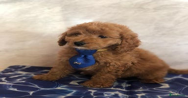 Cavapoo dogs - Advert 10