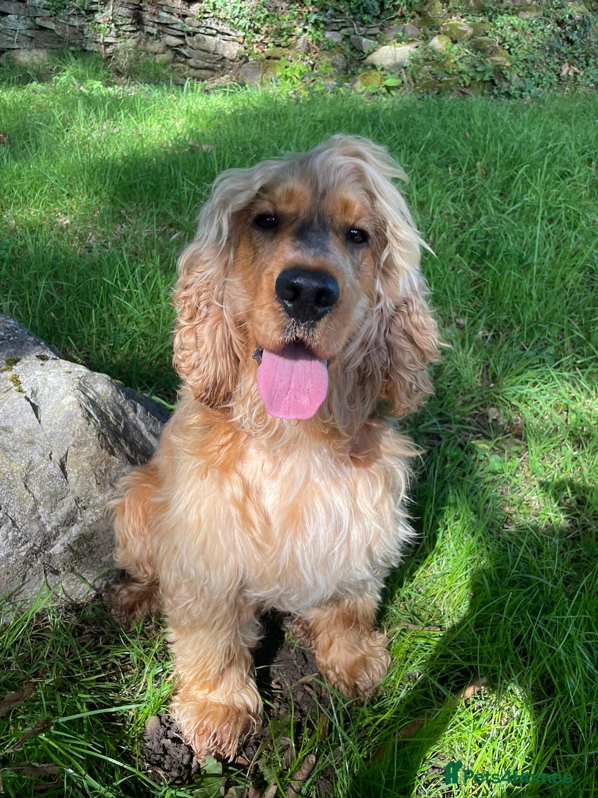 Cocker Spaniel dogs Well proven. Full dna clear & health clear.  - Advert 8