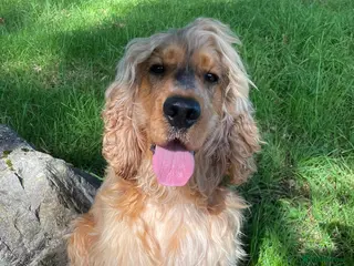 Cocker Spaniel dogs Well proven. Full dna clear & health clear. - Advert 8