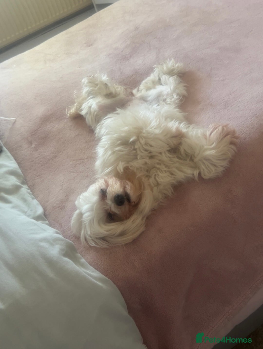 Mixed Breed dogs for sale: Maltipoo X Puppies For Sale 🐶🐾 - Image 18