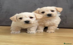 West Highland Terrier dogs for sale: Beautiful westiepoo puppies  - Advert 1
