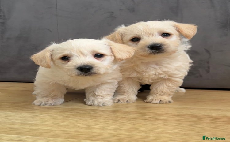 West Highland Terrier dogs Beautiful westiepoo puppies  - Advert 1