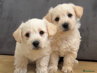 West Highland Terrier dogs Beautiful westiepoo puppies - Advert 2