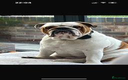 English Bulldog dogs for sale: English bulldog  - Advert 1