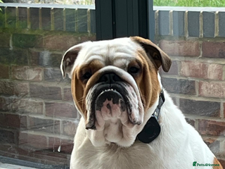 English Bulldog dogs English bulldog - Advert 3