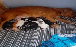 Sprocker dogs for sale: Gorgeous Sprocker pups.  - Image 16