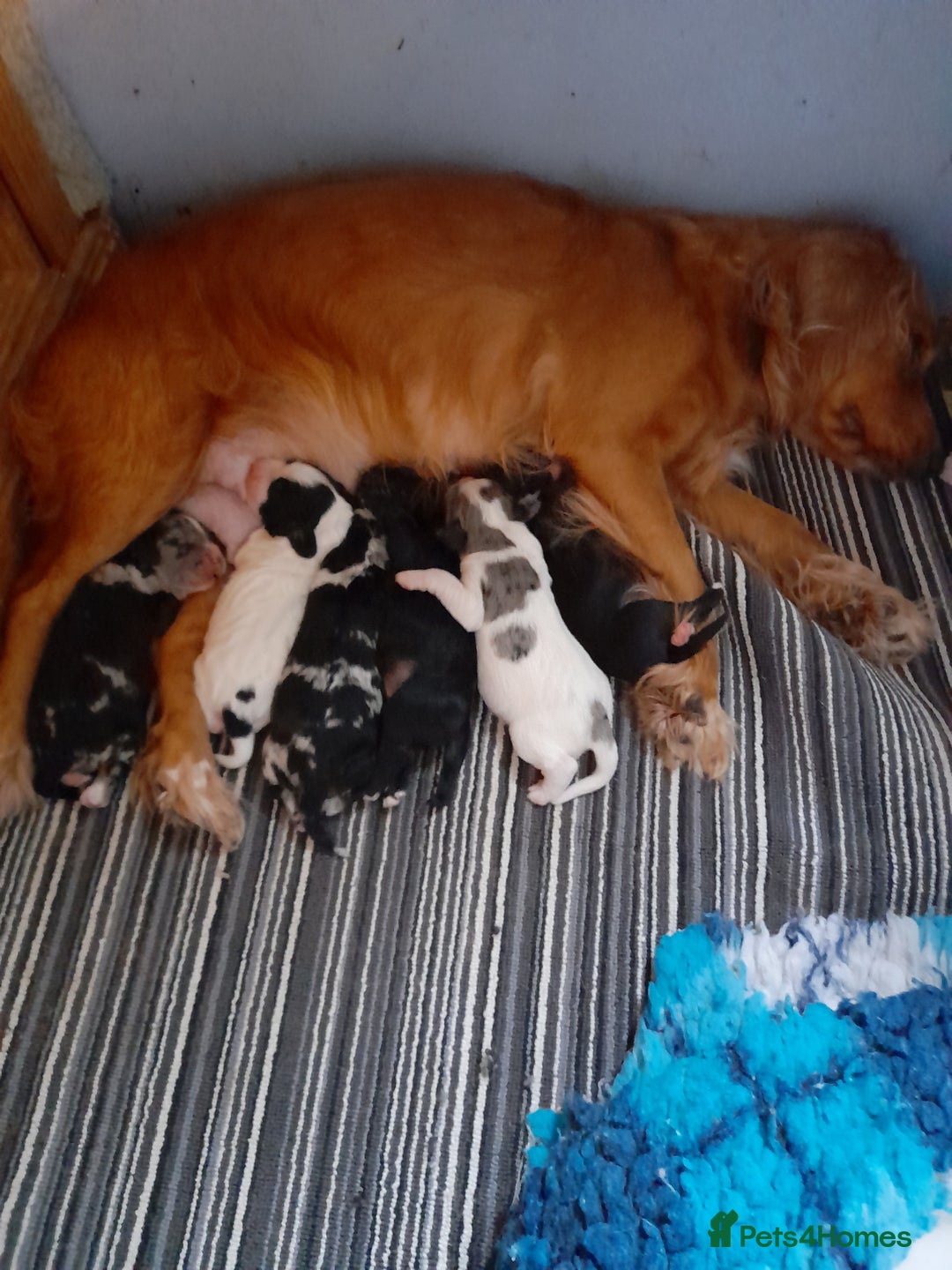 Sprocker dogs for sale: Gorgeous Sprocker pups.  - Image 16