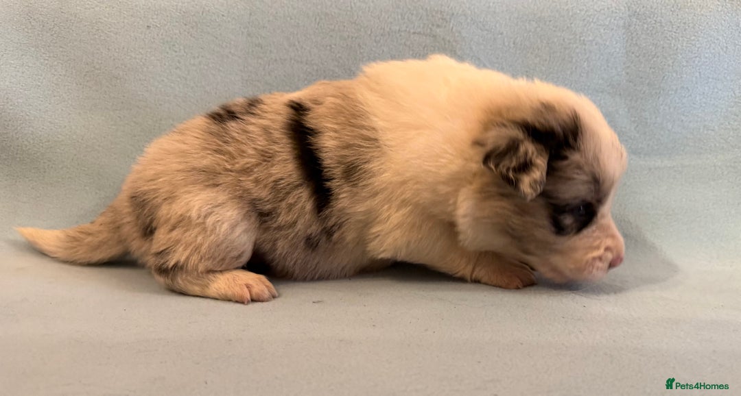 Border Collie dogs for sale: Beautiful border collie pups  - Image 3