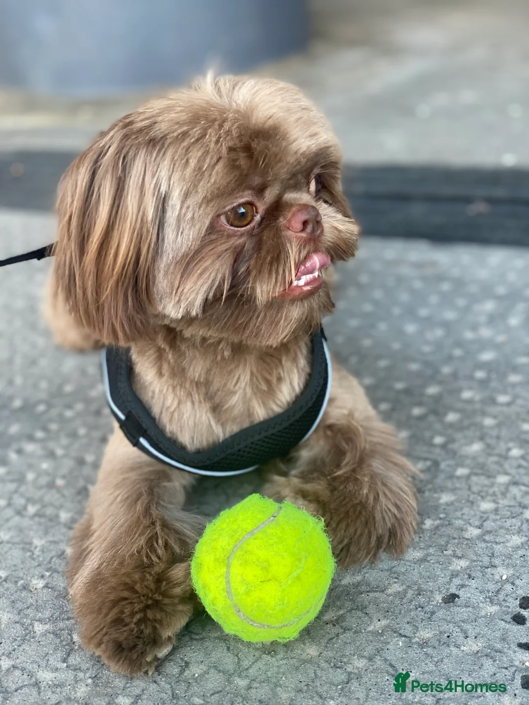 Shih Tzu dogs for stud: Chocolate Brown Imperial Shih Tzu Stud - Advert 9