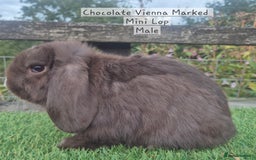 Mini Lop rabbits for sale: Various young mini lop males  - Image 15