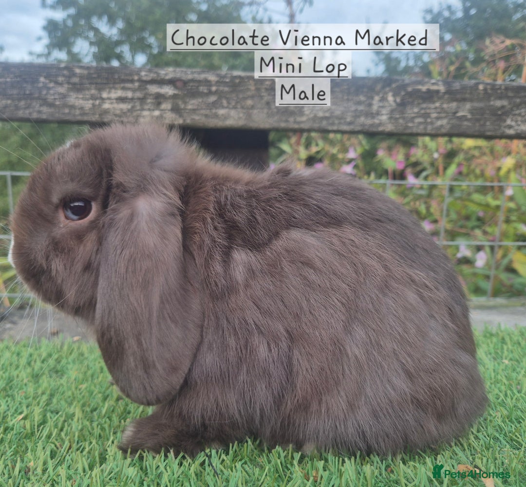Mini Lop rabbits for sale: Various young mini lop males  - Image 15