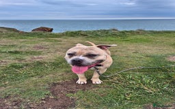 American Bully dogs for stud: BRONSON pocket bullie - Image 1