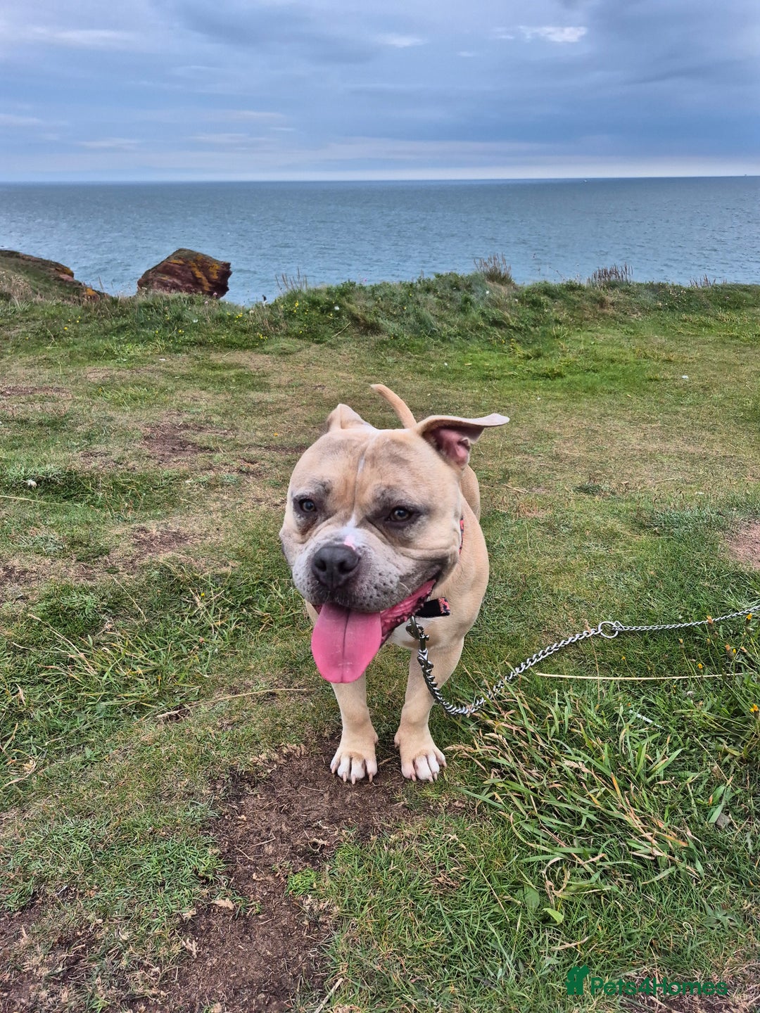 American Bully dogs for stud: BRONSON pocket bullie - Image 1