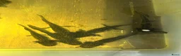 Axolotl reptiles for sale: Copper Axolotl babies For Sale - Advert 2
