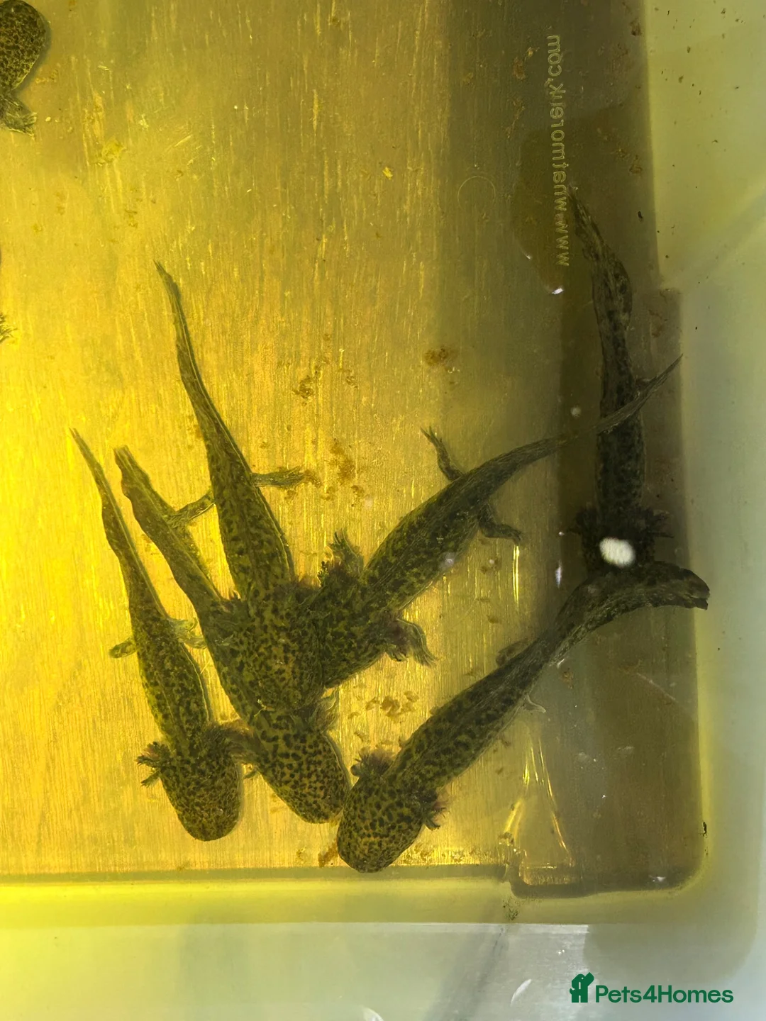 Axolotl reptiles for sale: Copper Axolotl babies For Sale - Advert 2