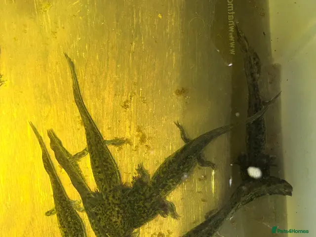 Axolotl reptiles Copper Axolotl babies For Sale - Advert 2