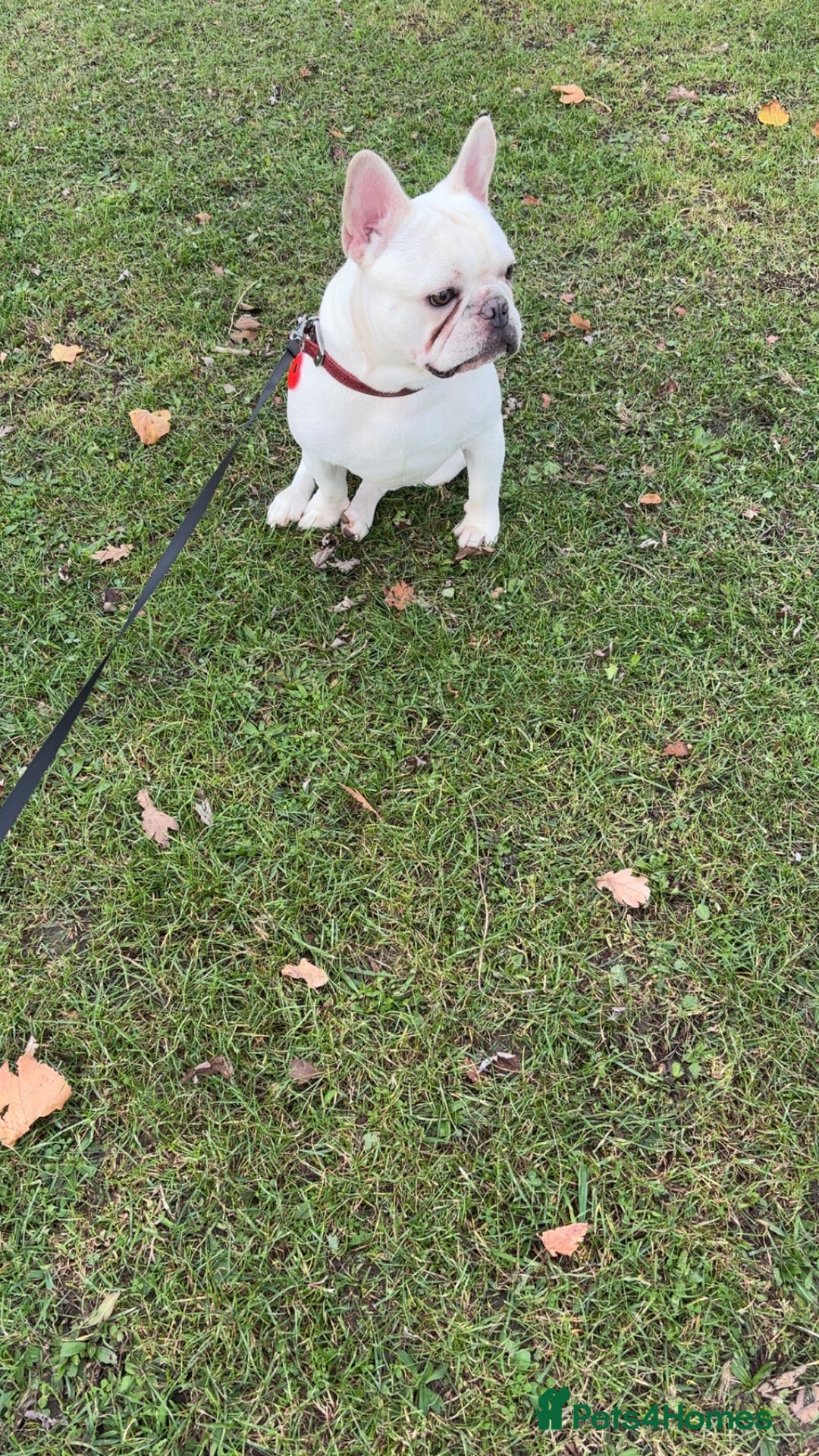 French Bulldog dogs for sale: 1 year old boy pink/white French bull dog  - Advert 1