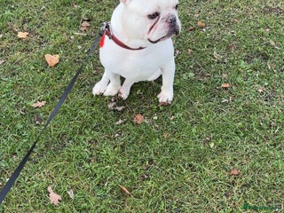 French Bulldog dogs 1 year old boy pink/white French bull dog - Advert 1