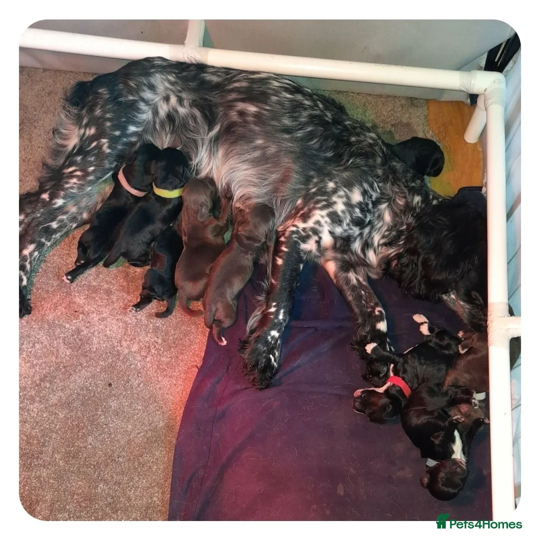 Cocker Spaniel dogs for sale: Working Cocker Spaniel, Whaupley sired. - Advert 2