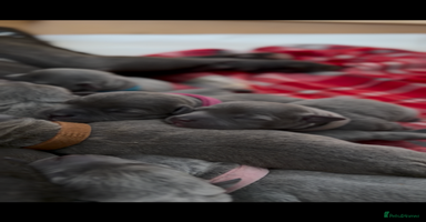 Staffordshire Bull Terrier dogs 💙Blue x Rare Fawn Staffordshire Bull Terrier Pups - Advert 5