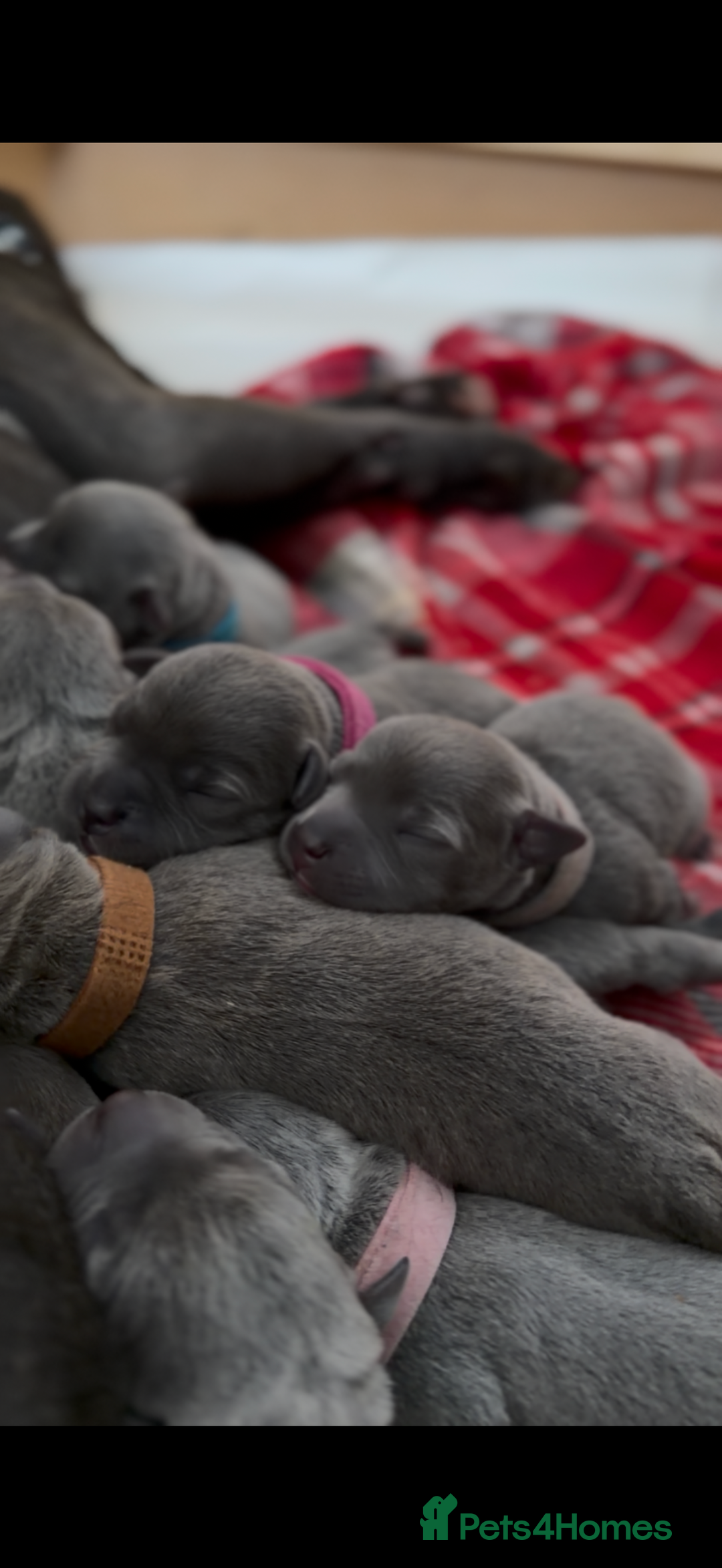 Staffordshire Bull Terrier dogs for sale: 💙Blue x Rare Fawn Staffordshire Bull Terrier Pups - Advert 4