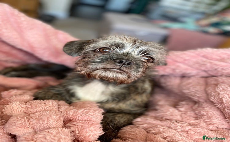 Mixed Breed dogs Shih Tzu / terrior puppy - Advert 1