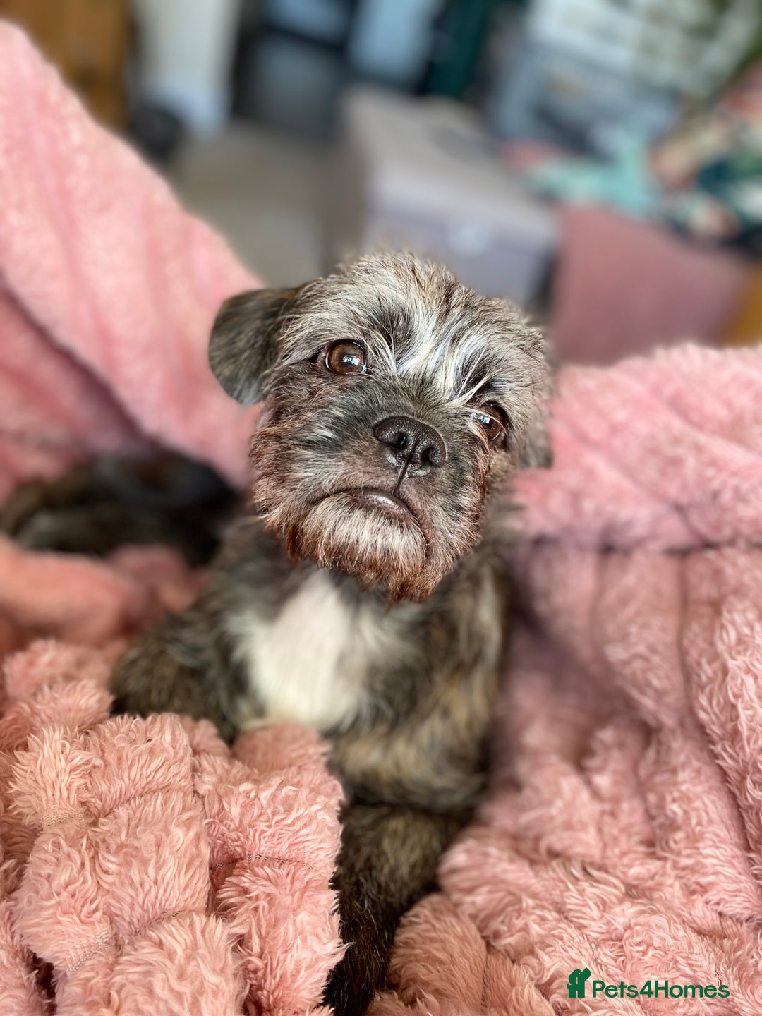 Mixed Breed dogs for sale: Shih Tzu / terrior puppy - Advert 1