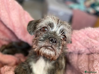 Mixed Breed dogs Shih Tzu / terrior puppy - Advert 1