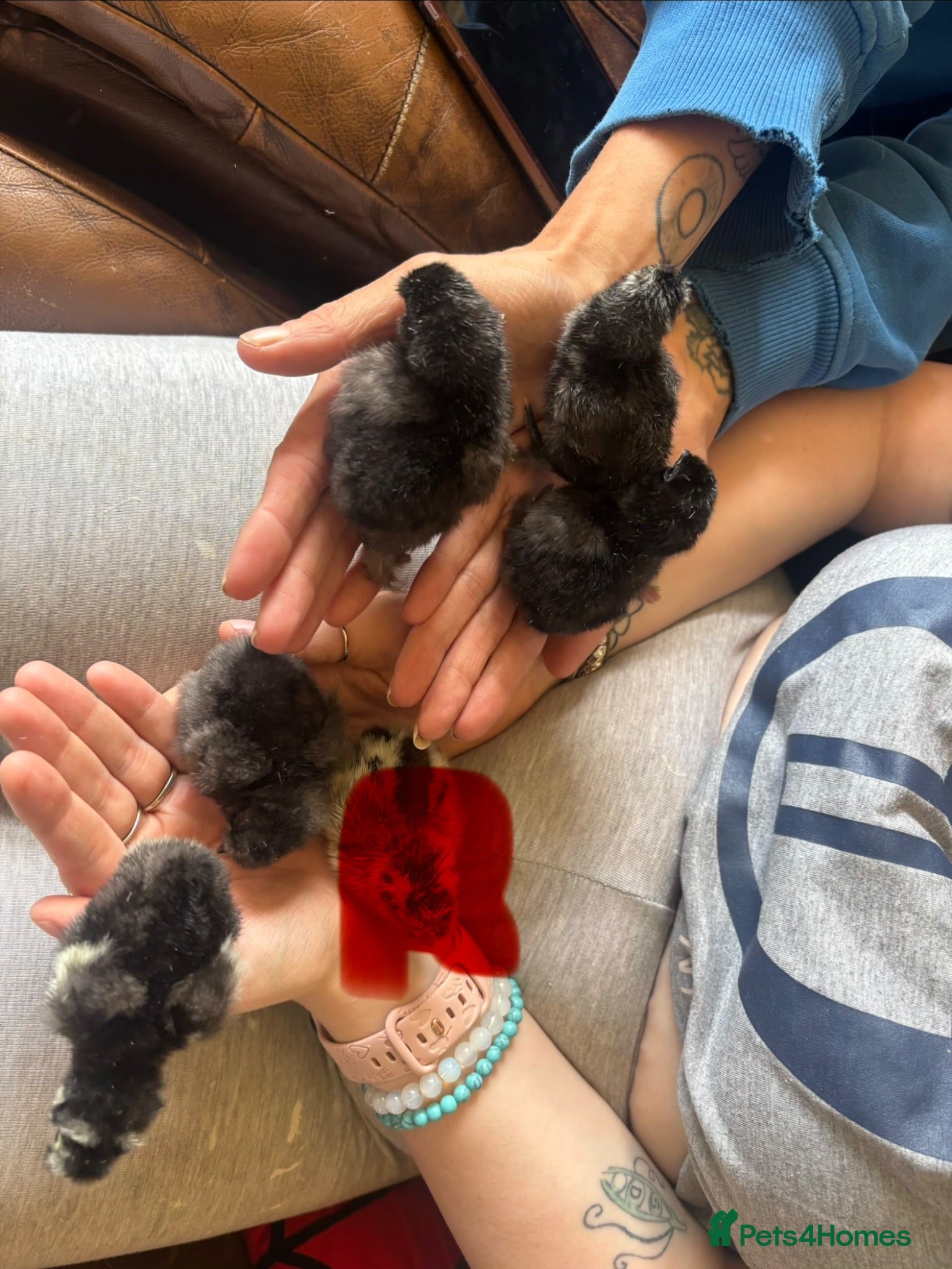 Chickens poultry Silkie chicks - Advert 1