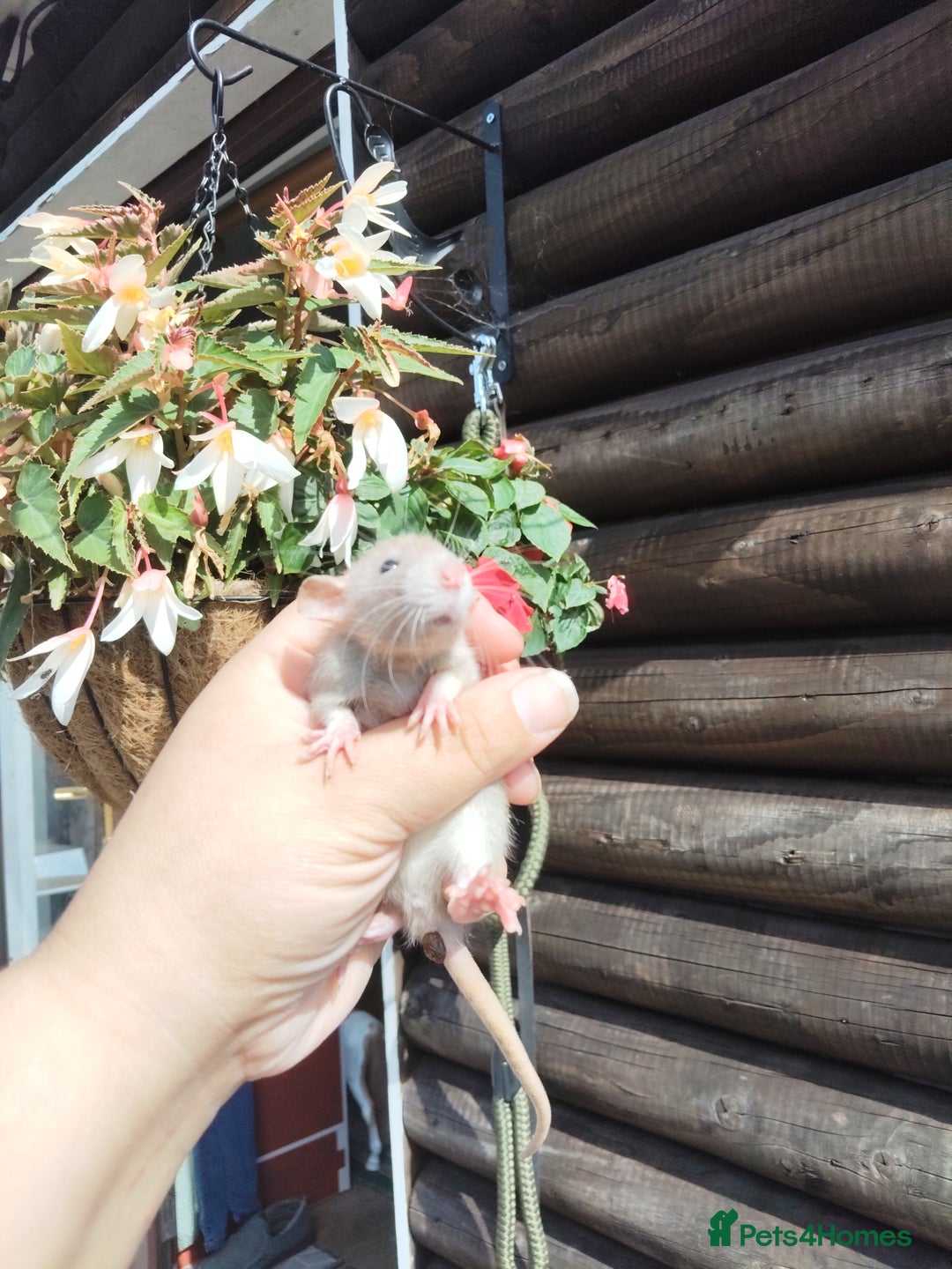 Rat rodents for sale: Beautiful baby rats dumbos smooth and rex  - Image 11