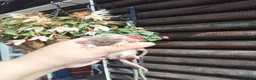 Rat rodents for sale: New babies ready now 6 week and upwards  - Advert 11