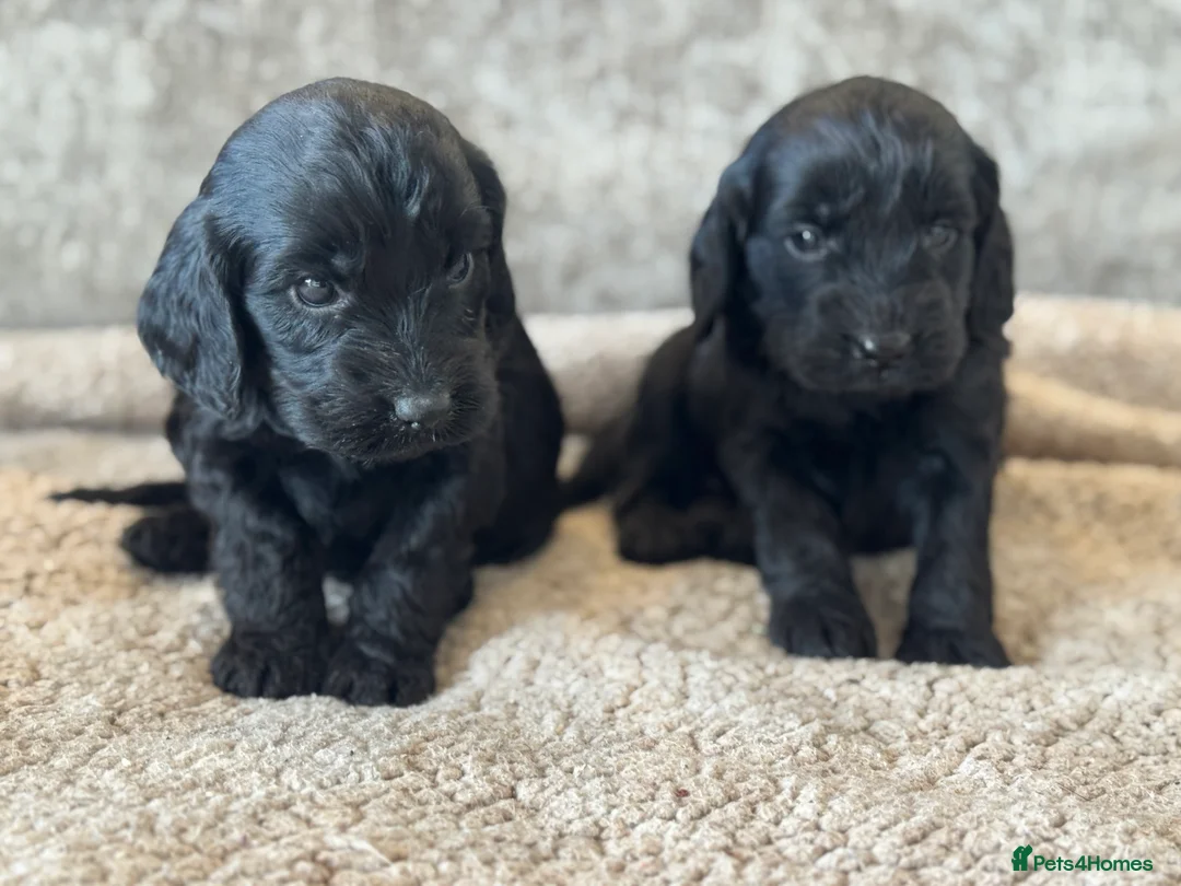 Cockapoo dogs for sale: CURLY F1 COCKERPOO - Advert 8