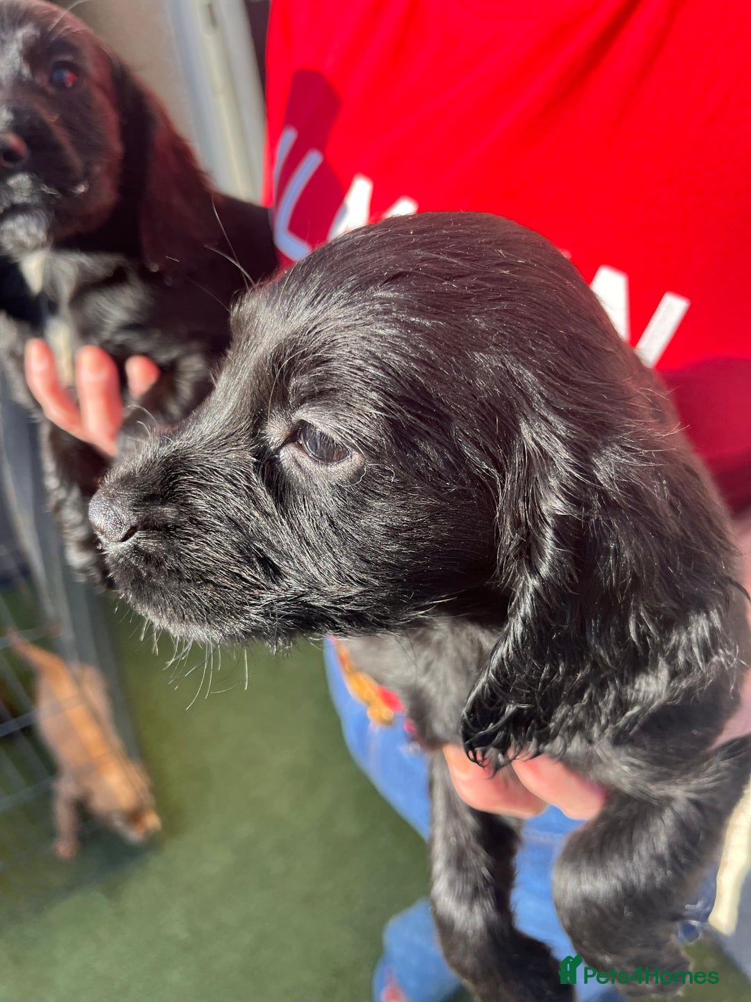 Cocker Spaniel dogs for sale: ⭐️Cocker spaniel puppies ready now ⭐️ - Image 7