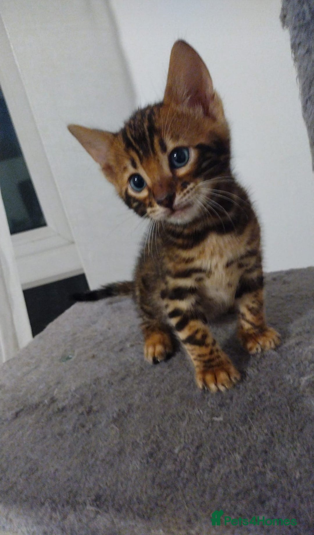 Bengal cats for sale: Kittens Bengal Pedigree tree blood line - Image 8