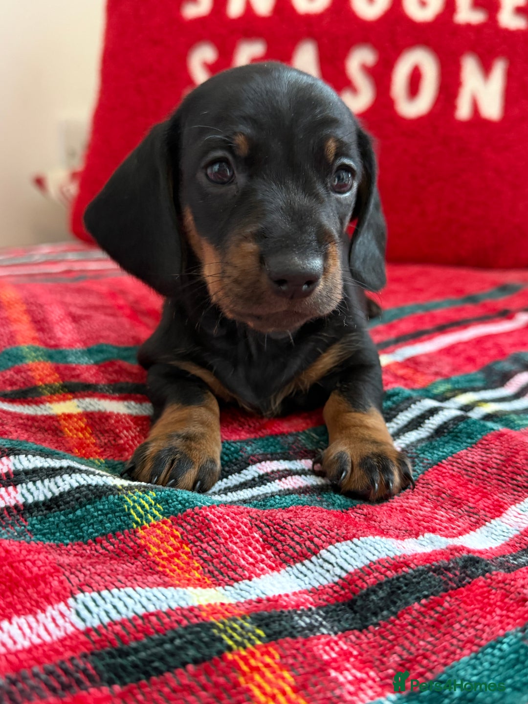 Miniature Dachshund dogs for sale: Kc mini smooth daxie fully tested  - Advert 4