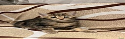American Shorthair cats for sale: Shorthair Kittens Ready for loving homes  - Advert 3