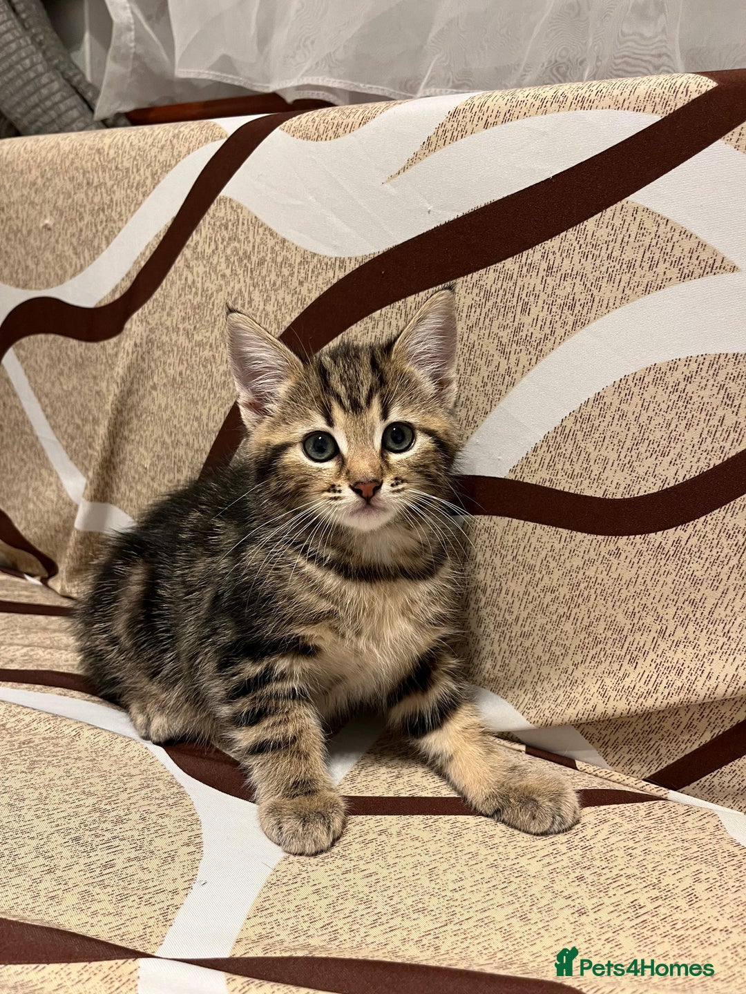 American Shorthair cats for sale: Shorthair Kittens Ready for loving homes  - Advert 3