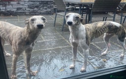 Whippet dogs for stud: Whippet  for stud top quality  - Image 2