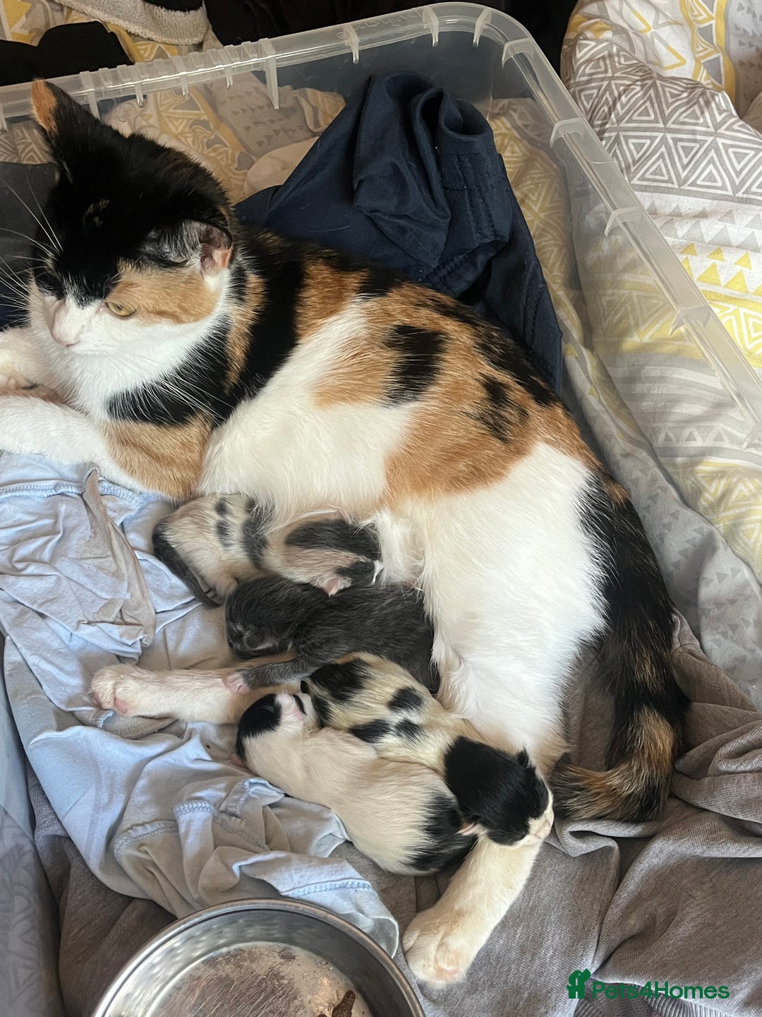 Mixed Breed cats for sale: Mixed kittens  - Image 6