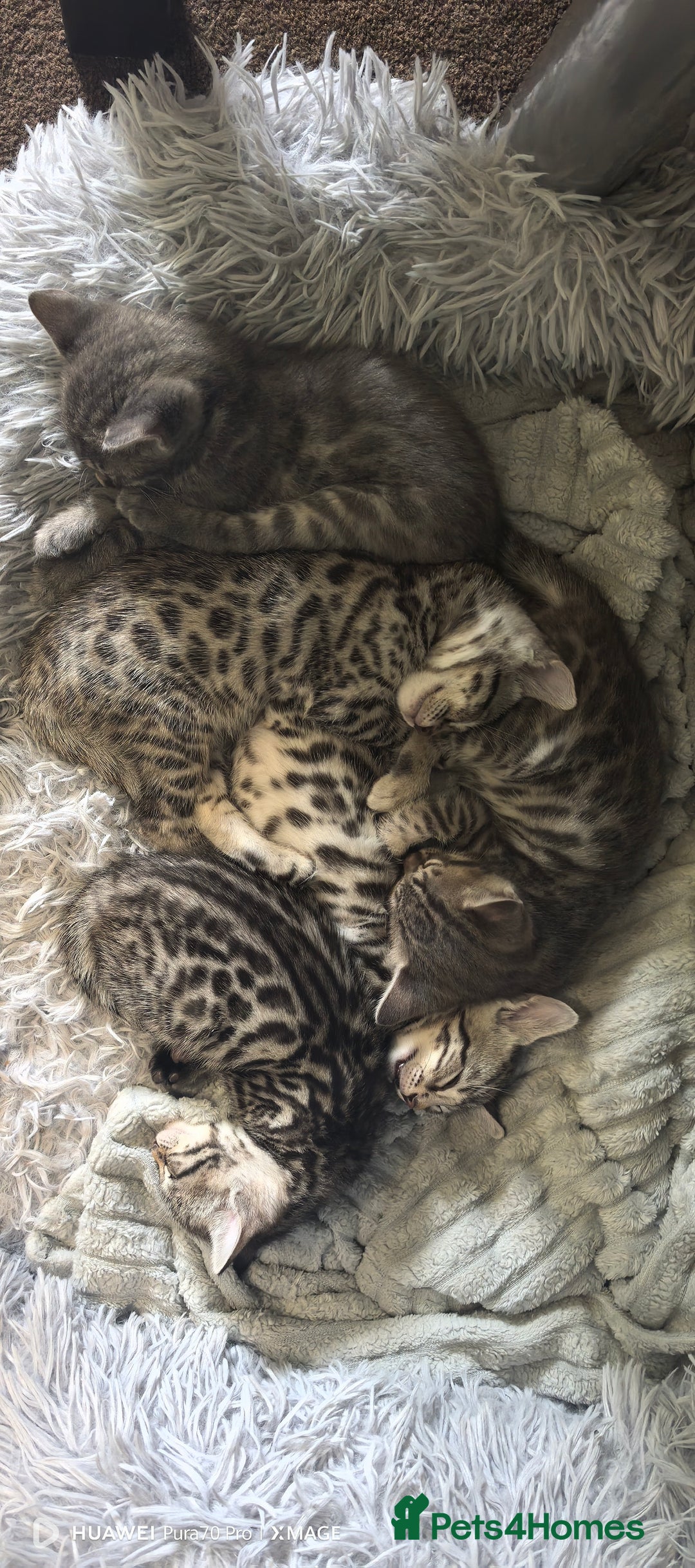 Bengal cats for sale: Sweet Bengal Kittens For Sale  - Image 5