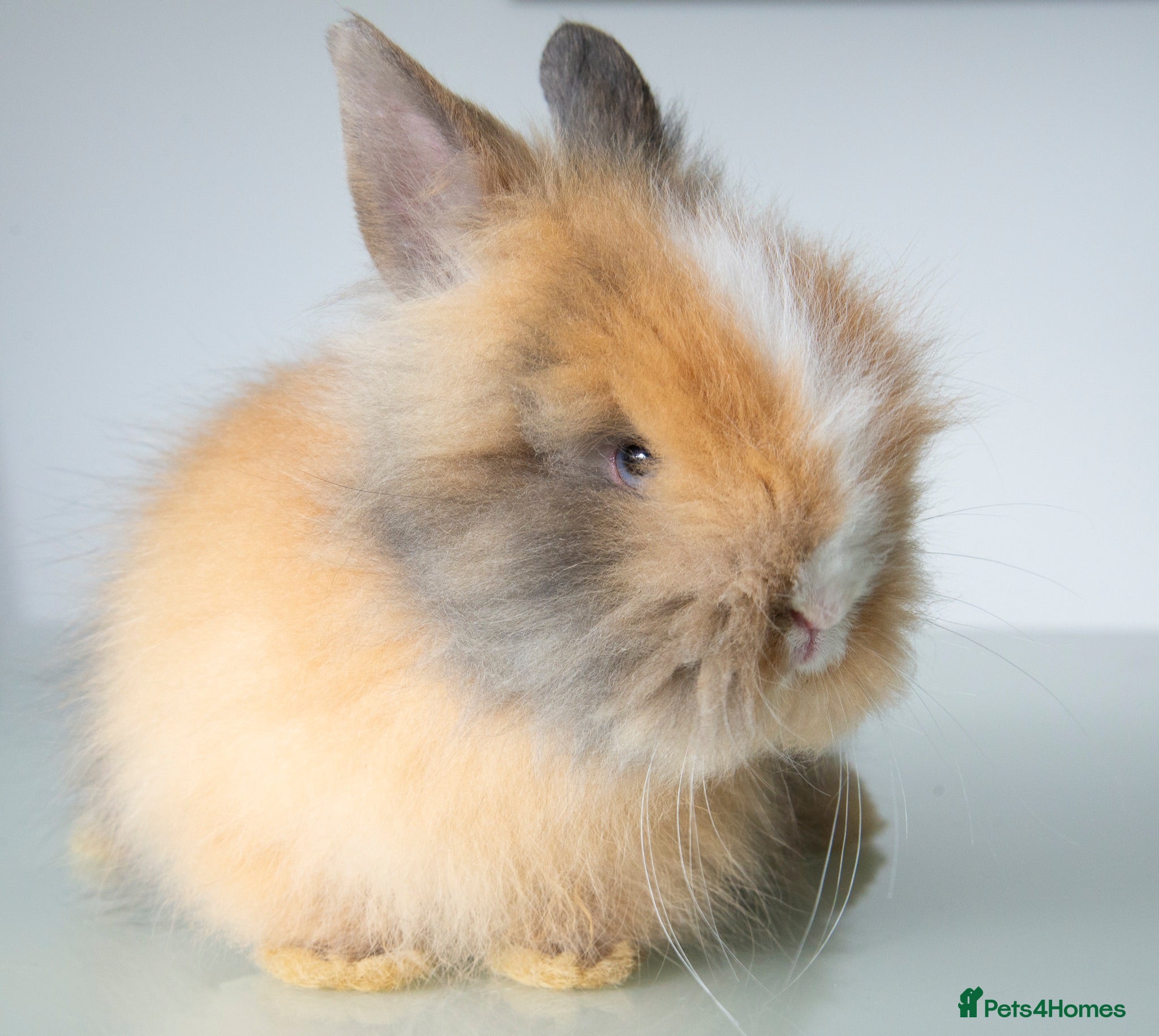 Lionhead rabbits Quality Double-maned Lionhead Rabbits - Advert 15