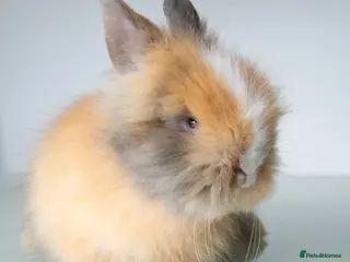 Lionhead rabbits Quality Double-maned Lionhead Rabbits - Advert 15