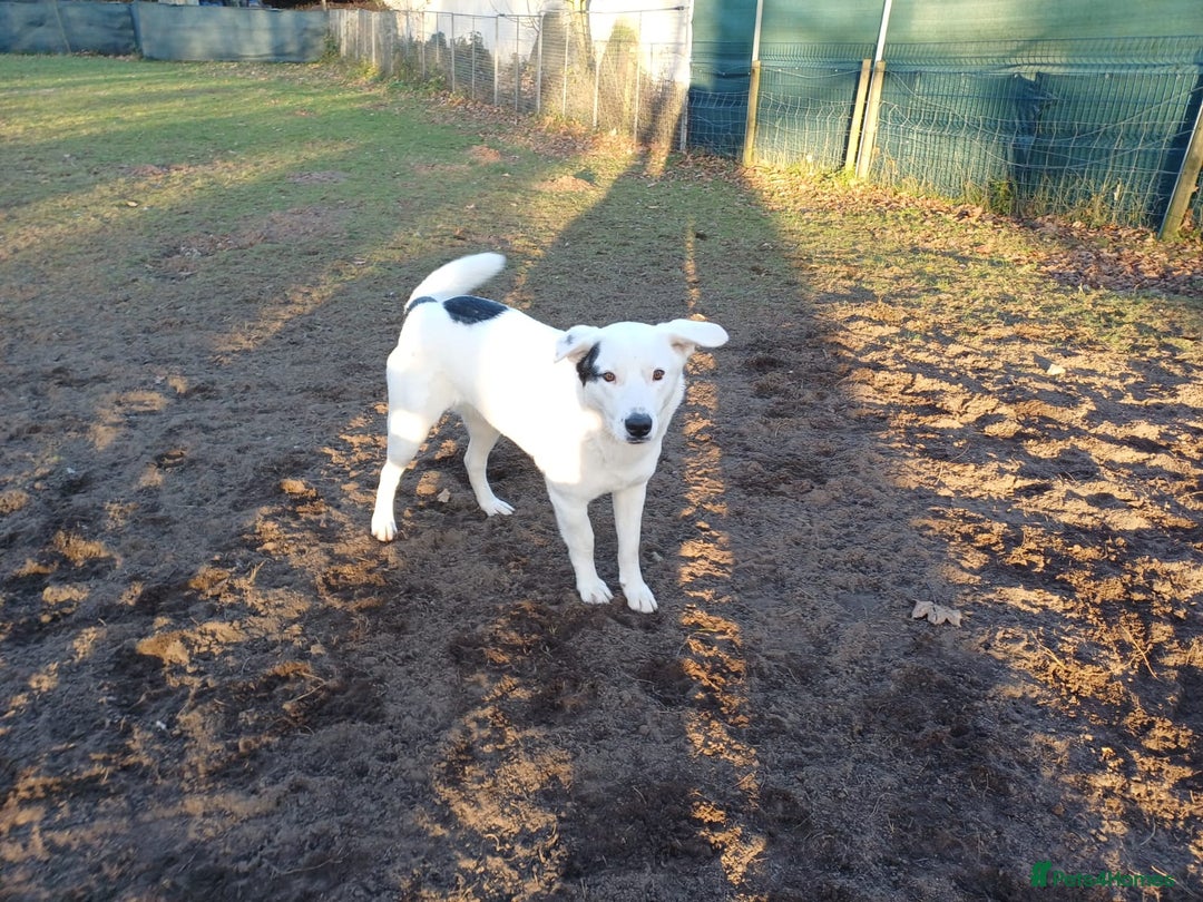 Mixed Breed dogs for adoption: 🌸 MEET BIANCA - a Gentle Girl for a Loving Family - Advert 1