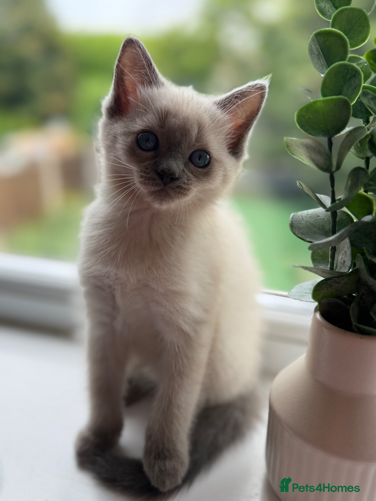 Mixed Breed cats Beautiful Ragdoll Cross Kittens – Available - Advert 1